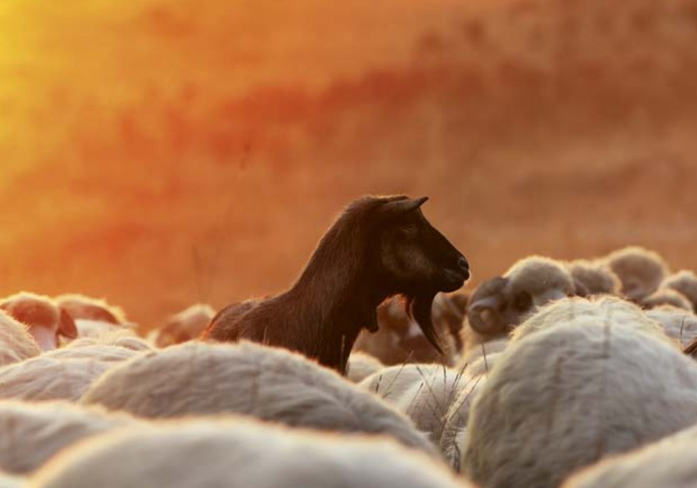 Nederlands Bijbelgenootschap Cornélio